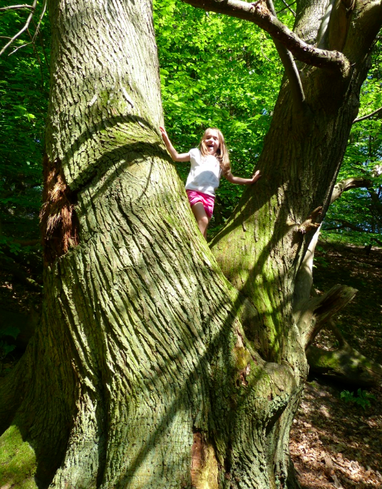 Groombridge Place - Enchated Forest